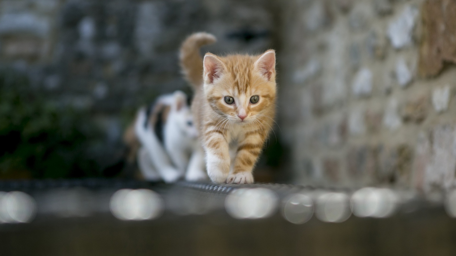 Fondo de pantalla Kitten On Fence 1600x900