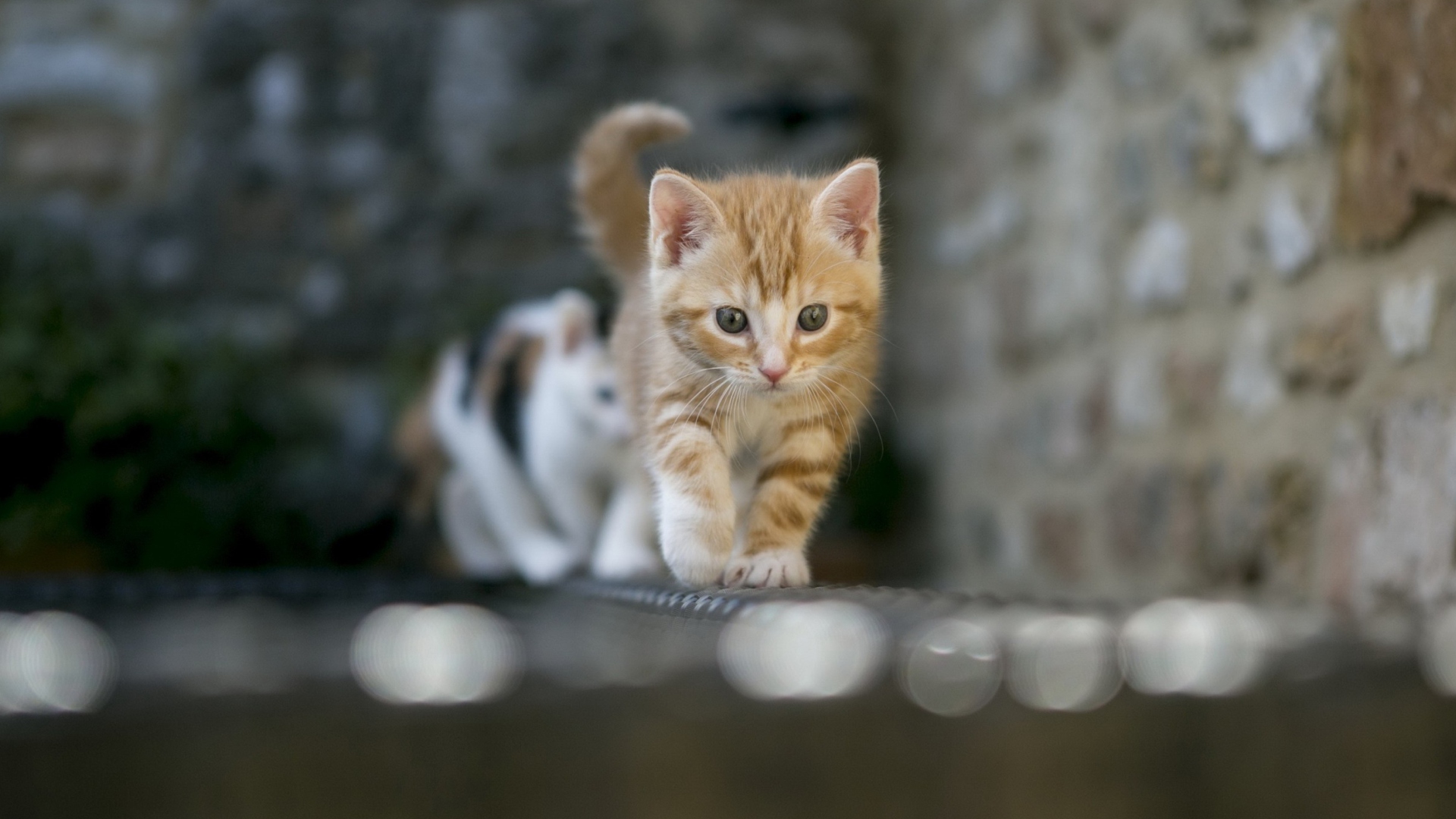 Обои Kitten On Fence 1920x1080