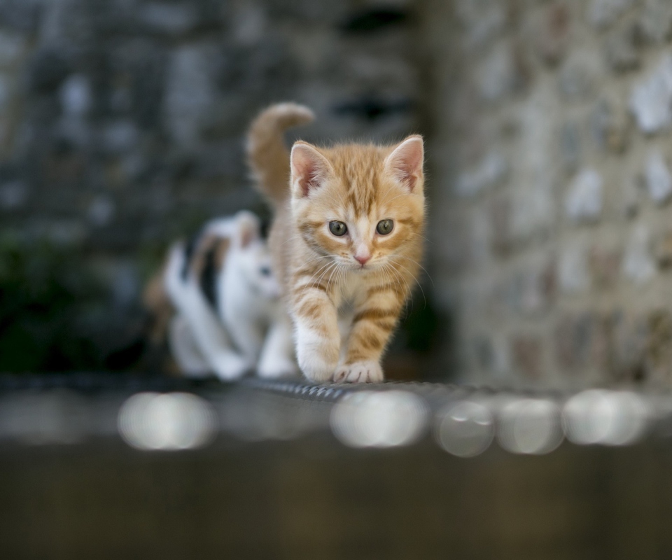 Sfondi Kitten On Fence 960x800