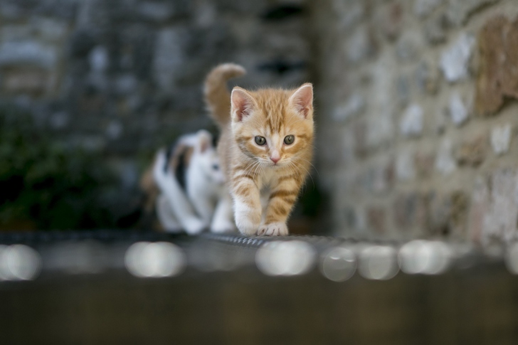 Fondo de pantalla Kitten On Fence