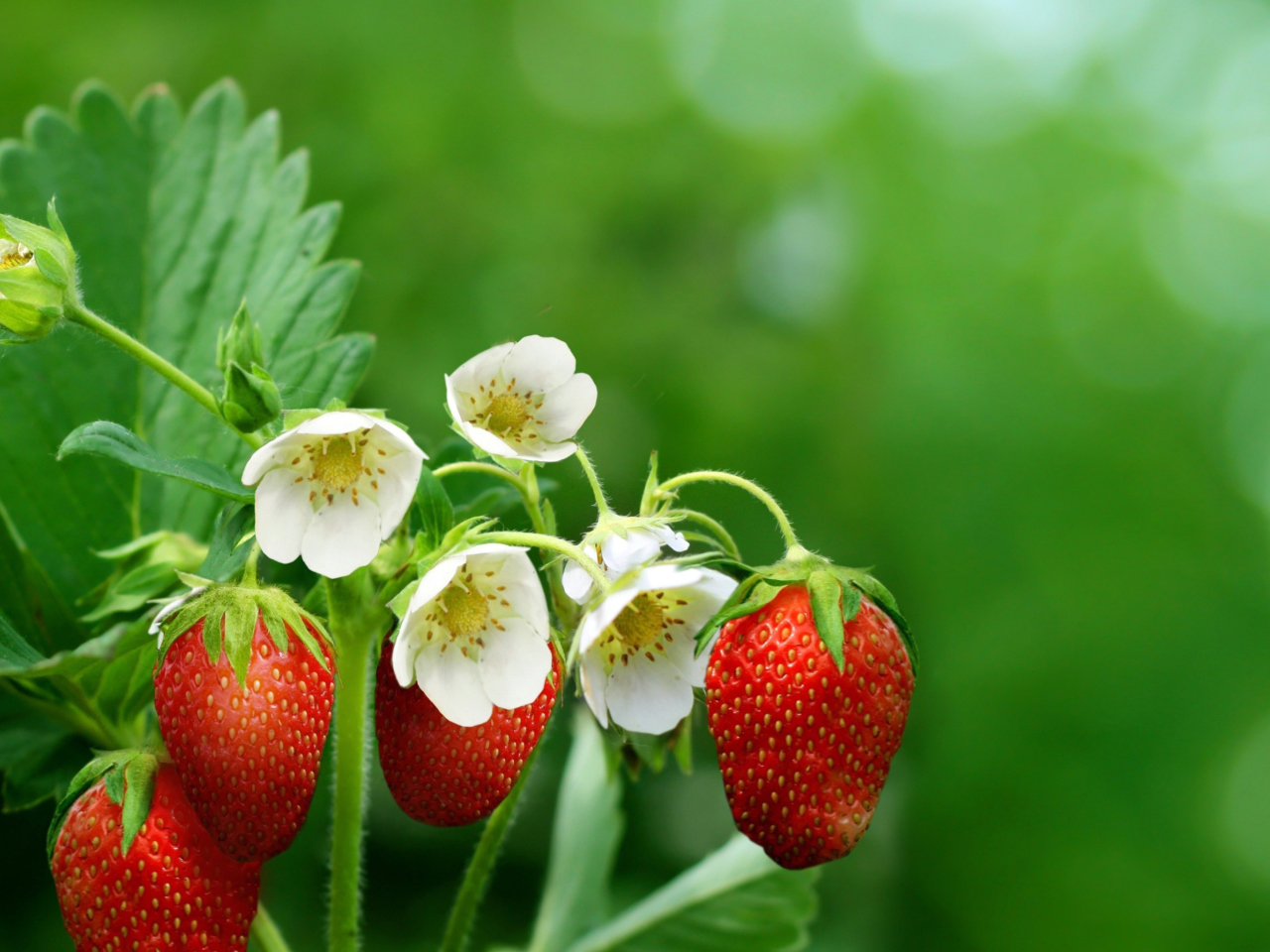 Fondo de pantalla Wild Strawberries 1280x960