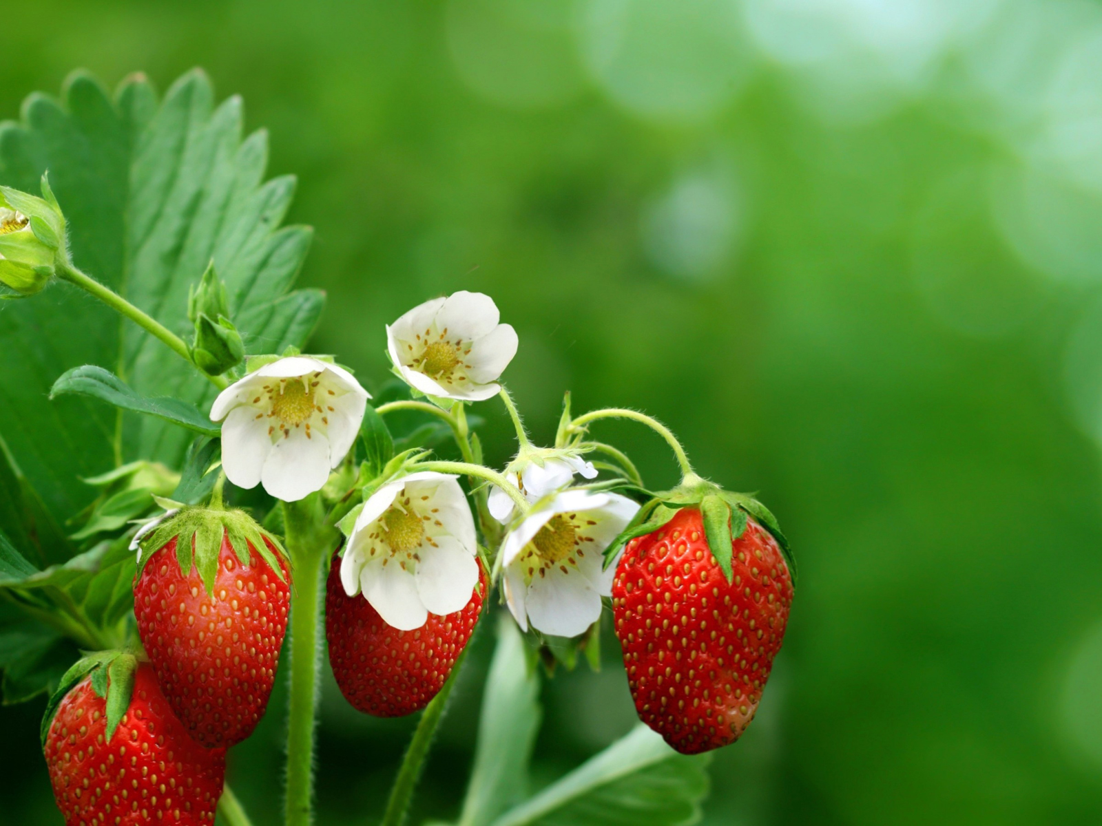 Fondo de pantalla Wild Strawberries 1600x1200