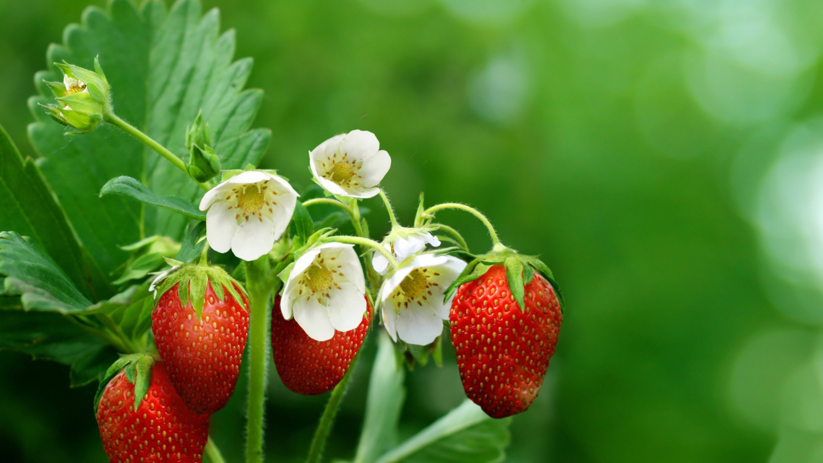 Wild Strawberries screenshot #1 1600x900