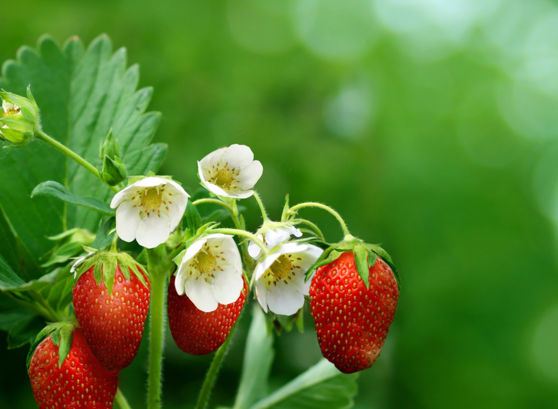 Sfondi Wild Strawberries 1920x1408