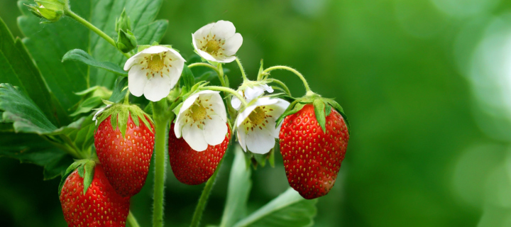 Fondo de pantalla Wild Strawberries 720x320