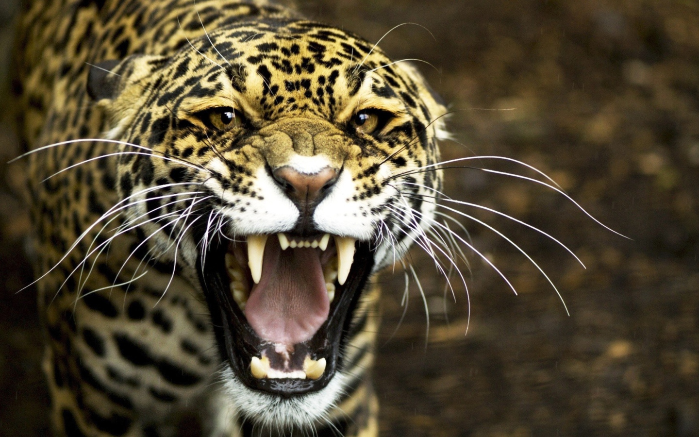 Sfondi Cheetah 1440x900