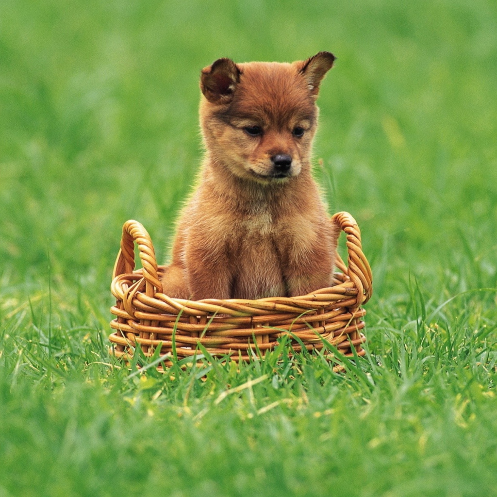 Das Puppy In Basket Wallpaper 1024x1024