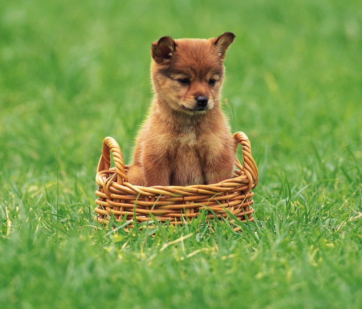 Fondo de pantalla Puppy In Basket 1200x1024