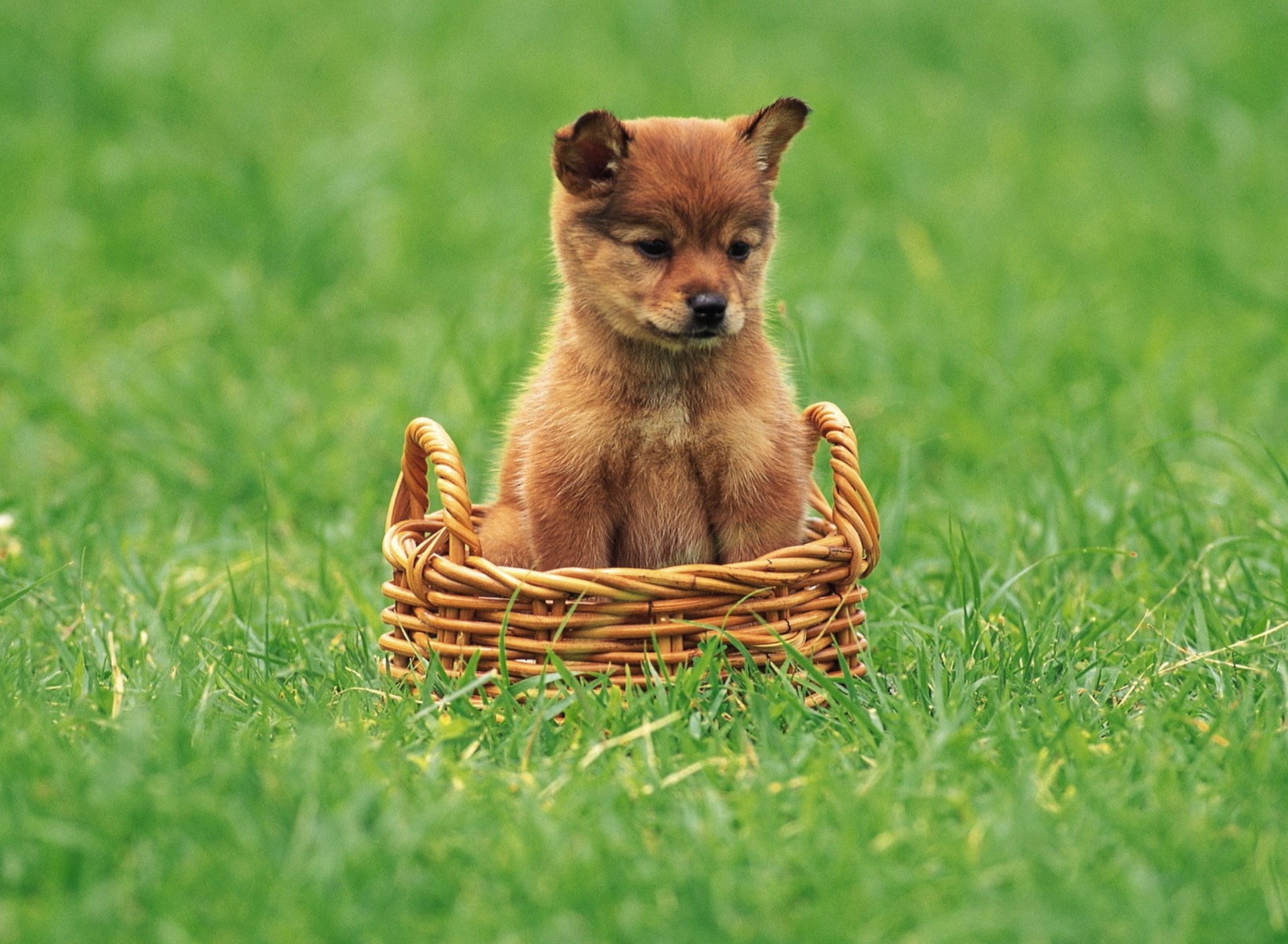 Обои Puppy In Basket 1920x1408