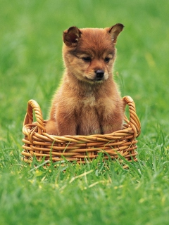 Обои Puppy In Basket 240x320