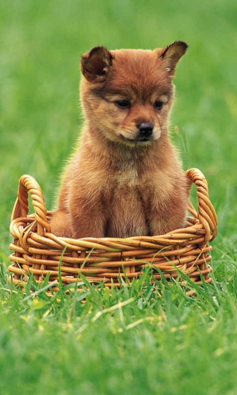 Fondo de pantalla Puppy In Basket 480x800