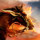 Das Horse HD Wallpaper 128x128