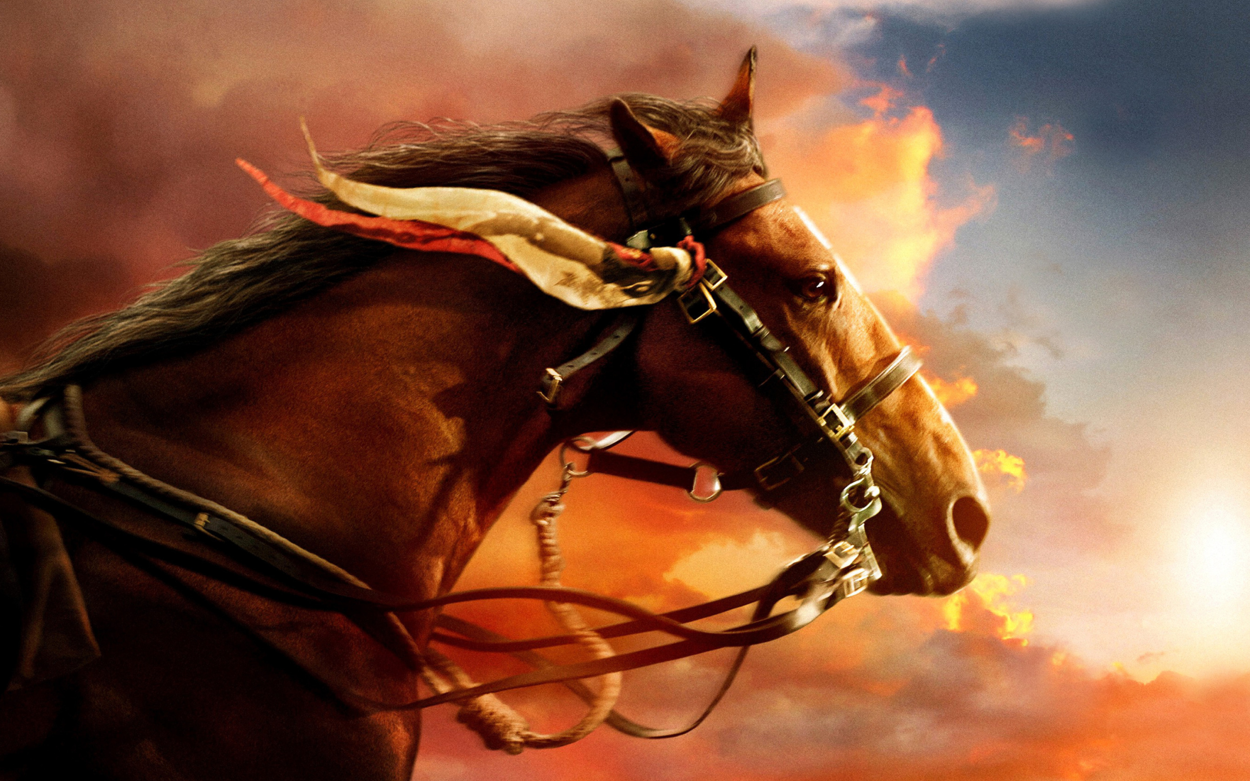 Обои Horse HD 2560x1600