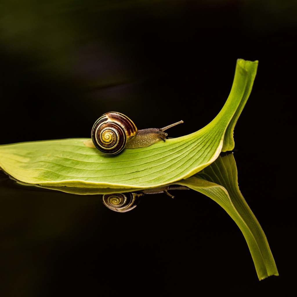 Обои Snail On Leaf 1024x1024