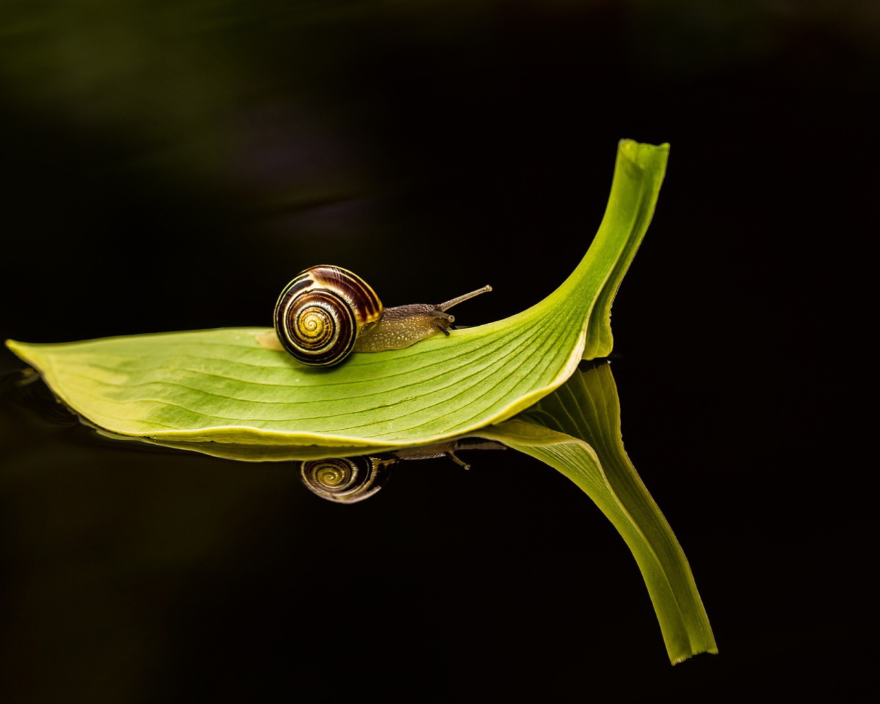 Обои Snail On Leaf 1280x1024