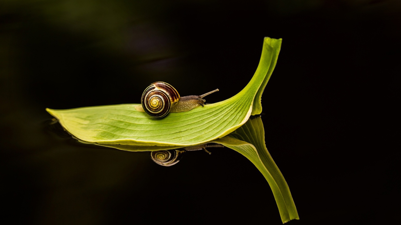 Обои Snail On Leaf 1280x720