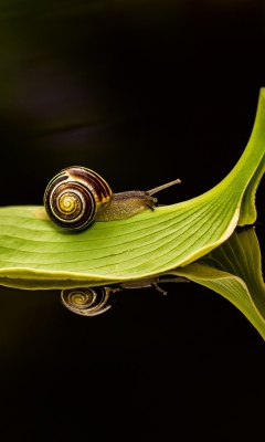 Обои Snail On Leaf 240x400