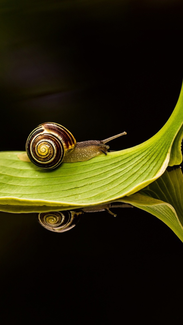 Snail On Leaf wallpaper 640x1136