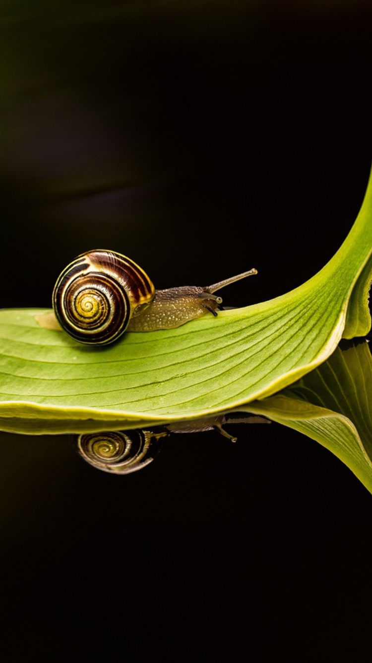 Обои Snail On Leaf 750x1334