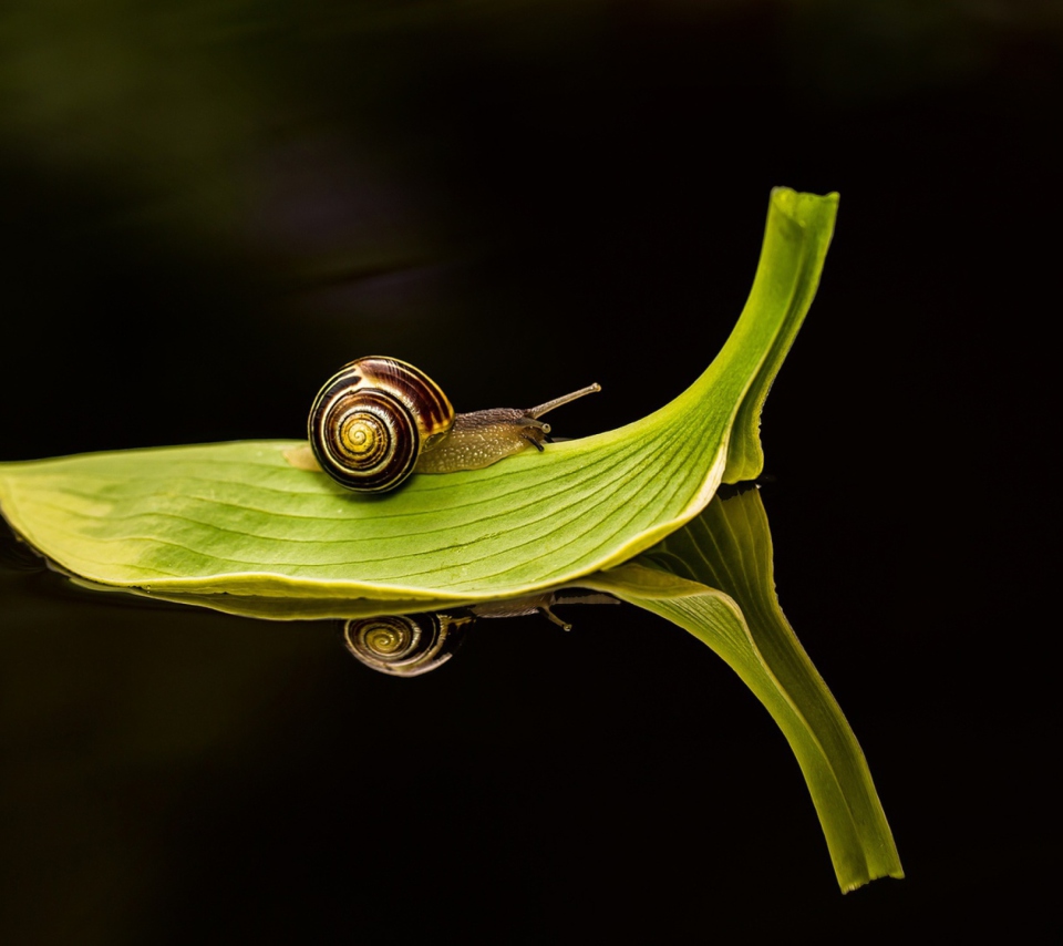 Screenshot №1 pro téma Snail On Leaf 960x854