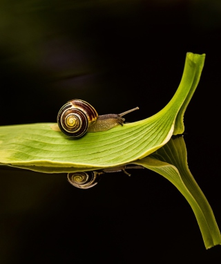 Картинка Snail On Leaf для Nokia Asha 306