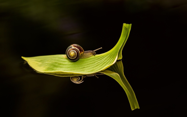 Обои Snail On Leaf