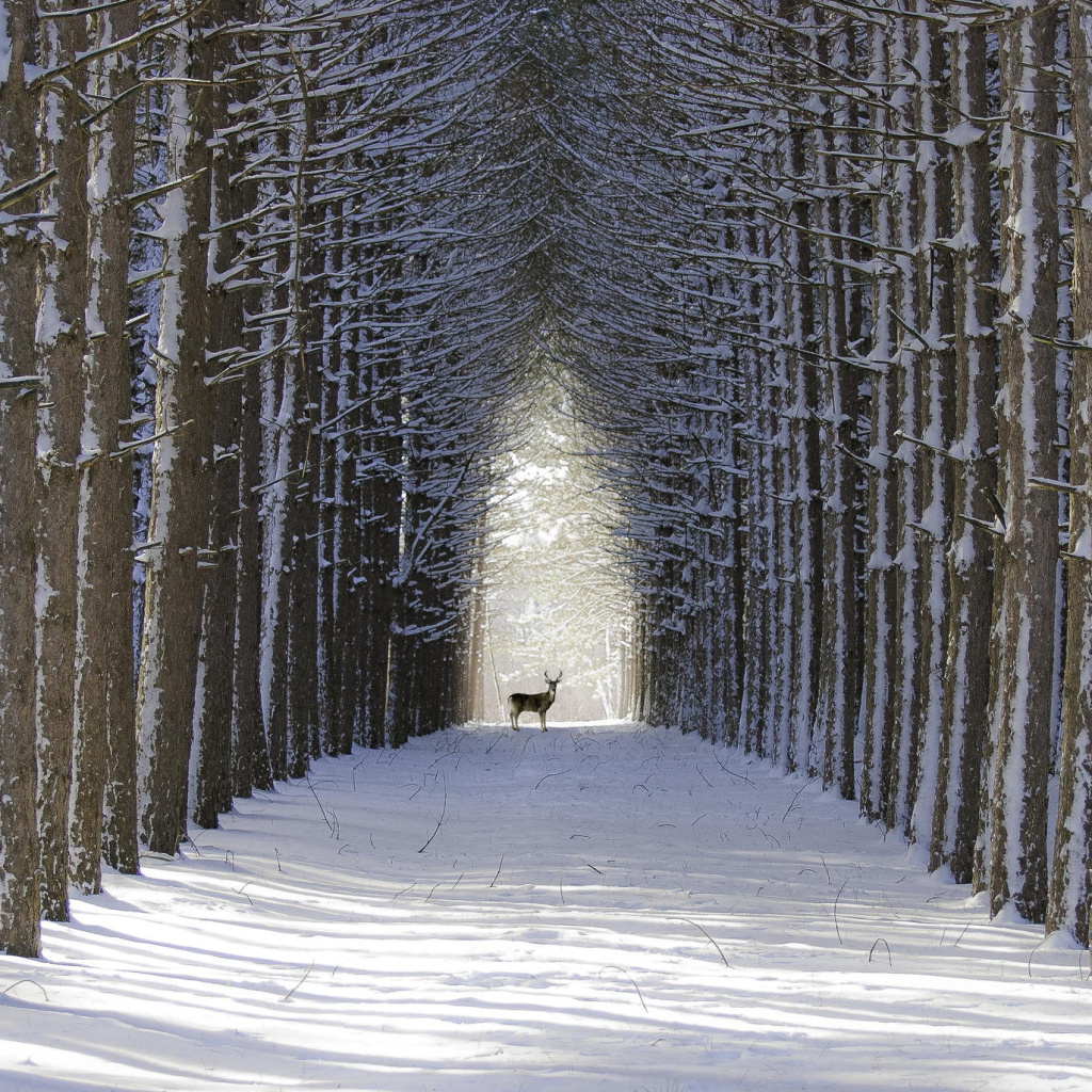 Spruce Winter Alley screenshot #1 1024x1024