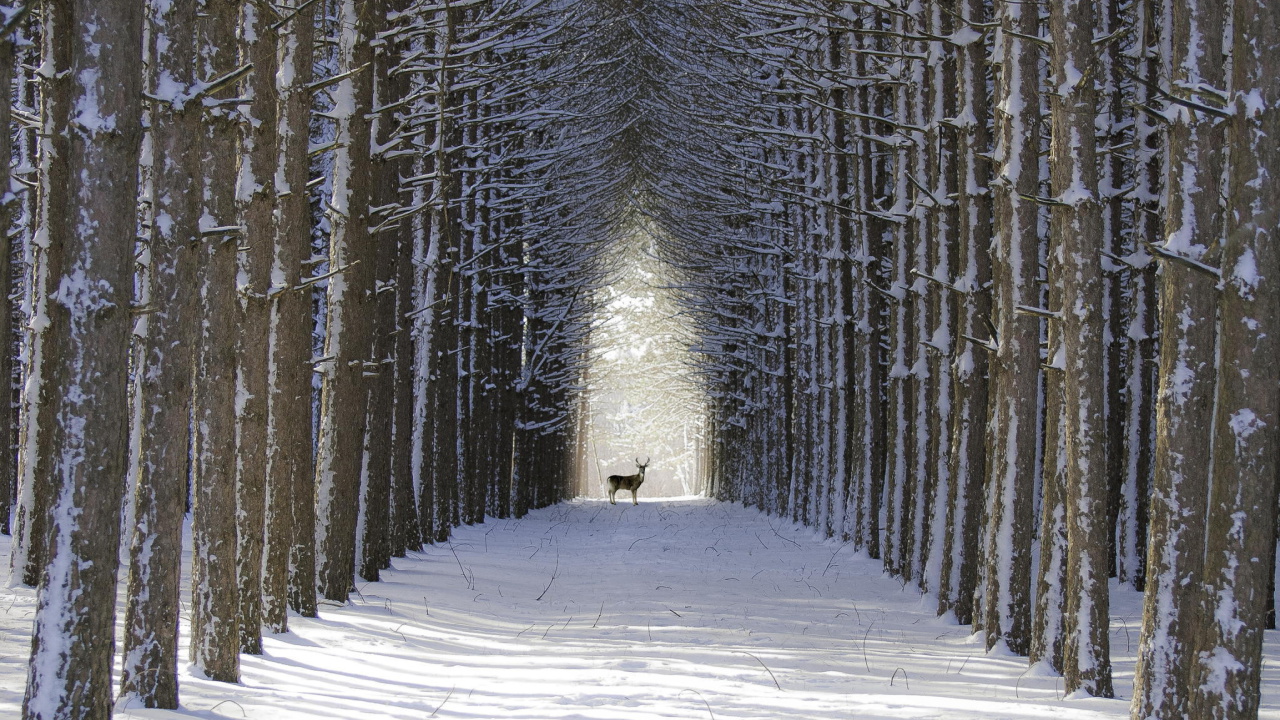 Das Spruce Winter Alley Wallpaper 1280x720