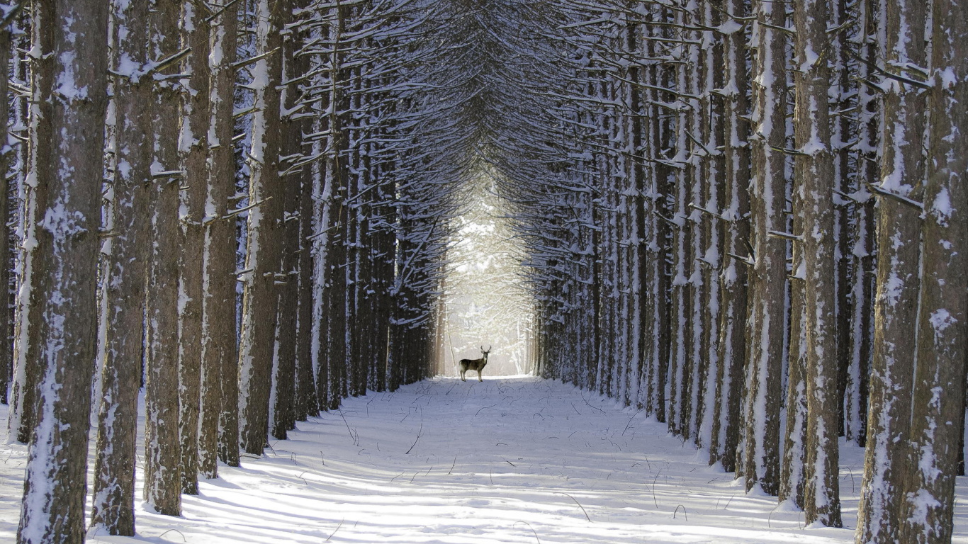 Sfondi Spruce Winter Alley 1366x768