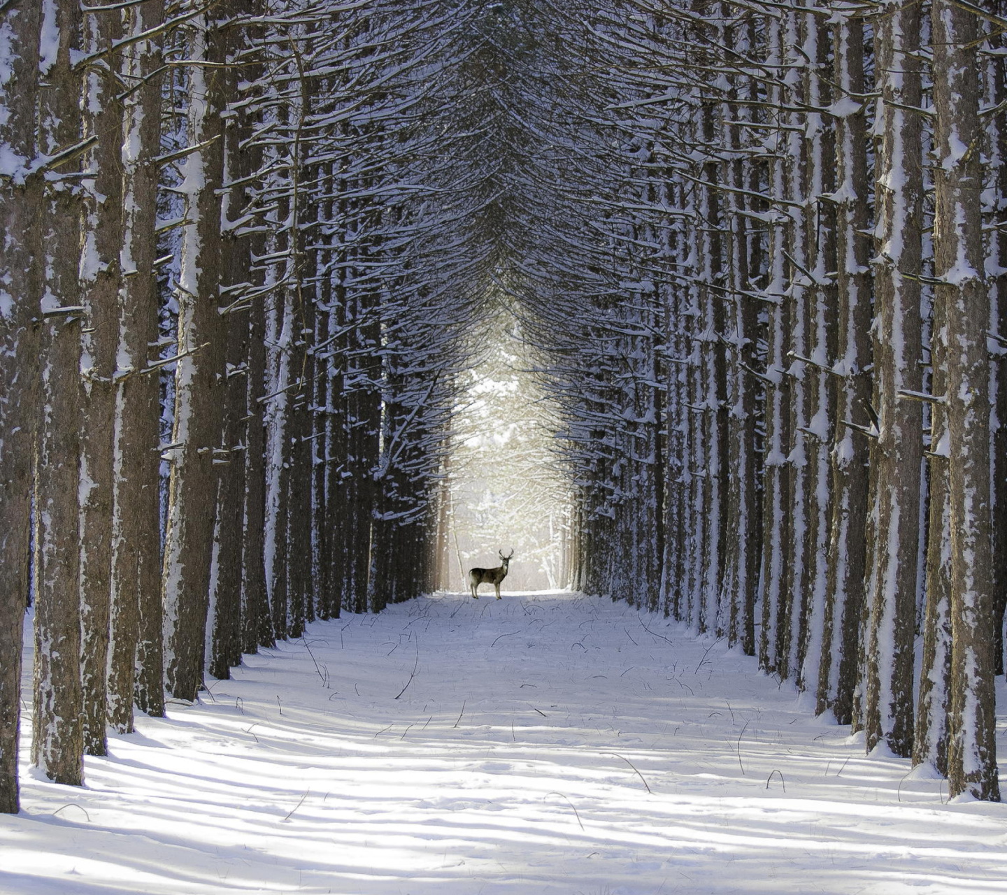 Das Spruce Winter Alley Wallpaper 1440x1280