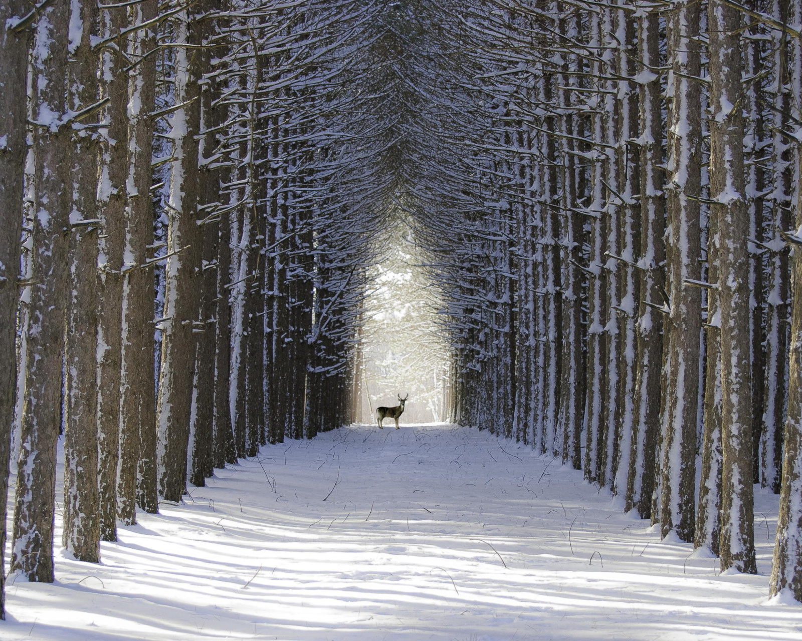 Spruce Winter Alley screenshot #1 1600x1280