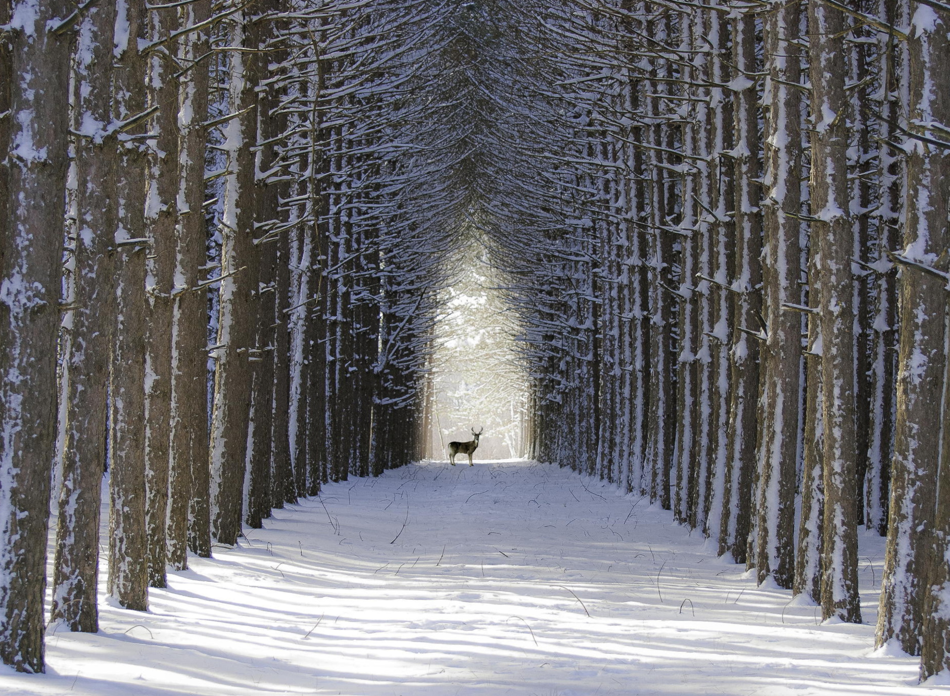 Spruce Winter Alley screenshot #1 1920x1408