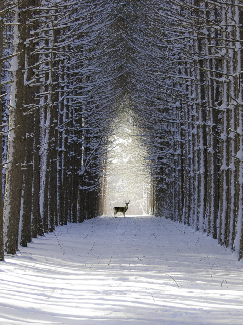 Fondo de pantalla Spruce Winter Alley 480x640