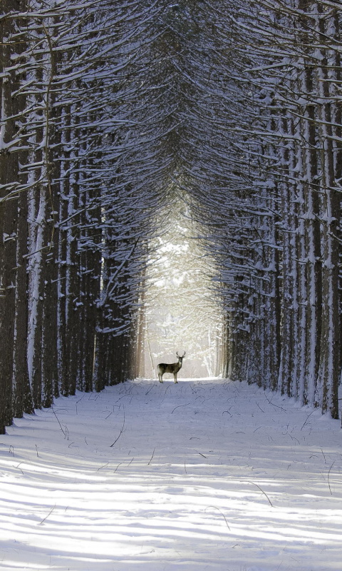 Spruce Winter Alley screenshot #1 480x800