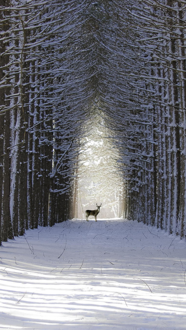 Das Spruce Winter Alley Wallpaper 640x1136