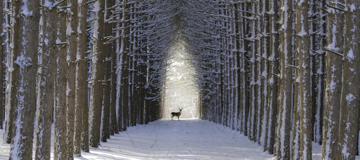 Spruce Winter Alley screenshot #1 720x320