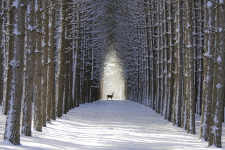 Spruce Winter Alley Background for Android, iPhone and iPad