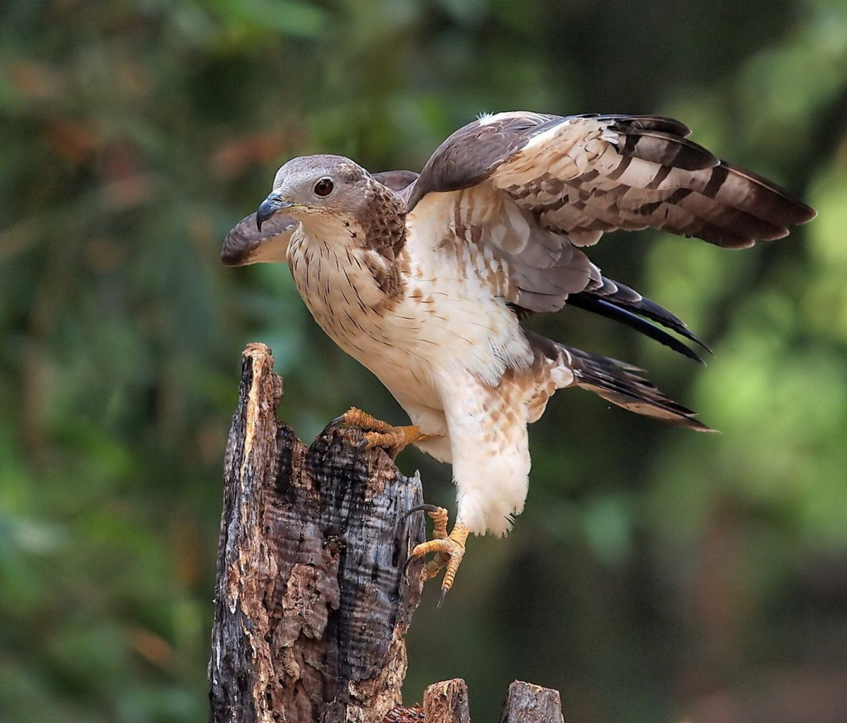 Fondo de pantalla Hunting falcon 1200x1024