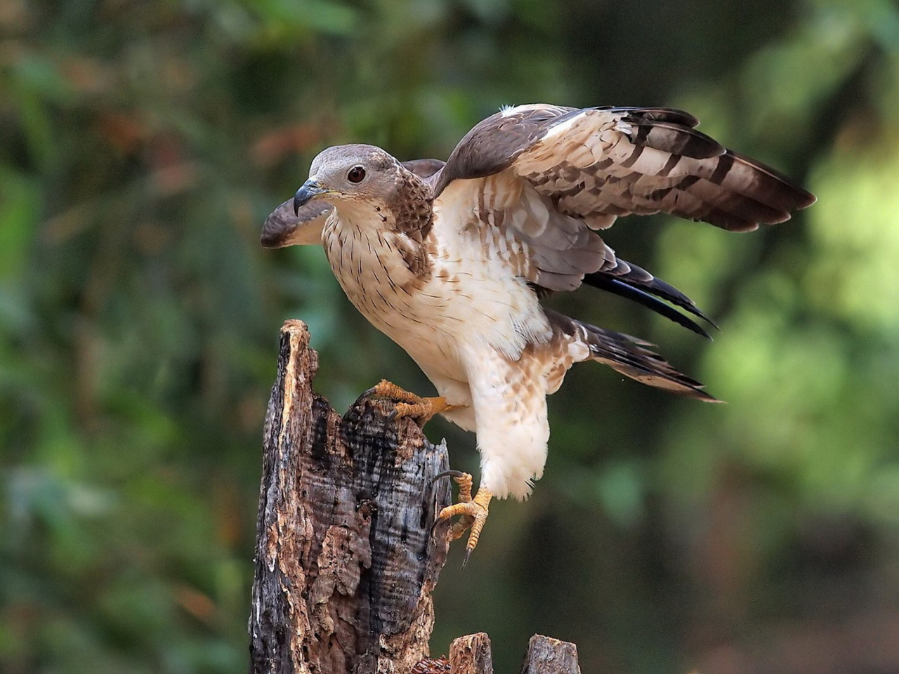 Fondo de pantalla Hunting falcon 1280x960