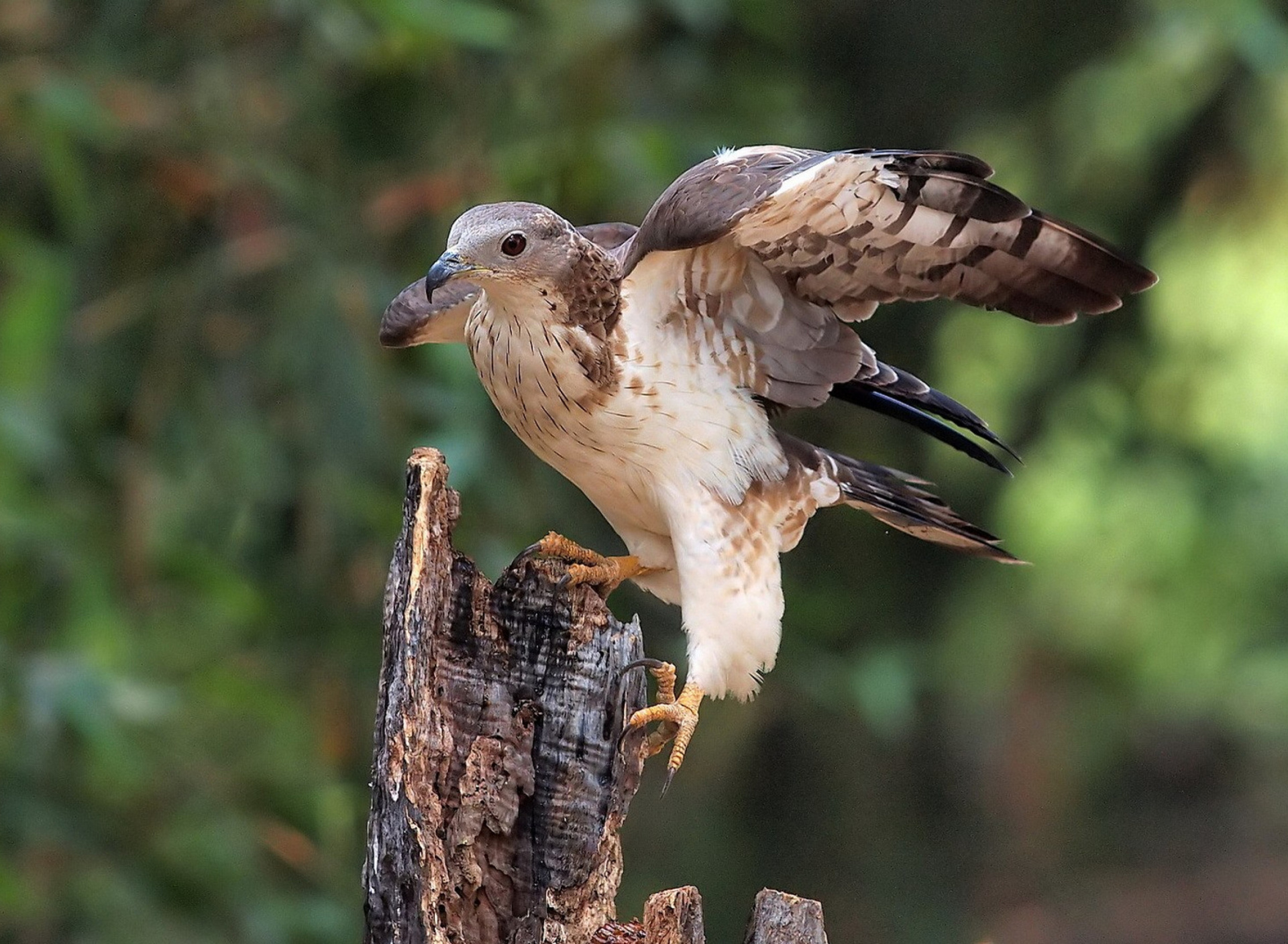 Fondo de pantalla Hunting falcon 1920x1408