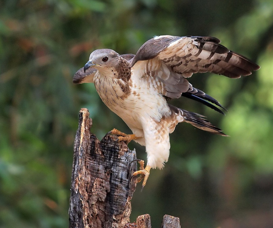 Hunting falcon wallpaper 960x800