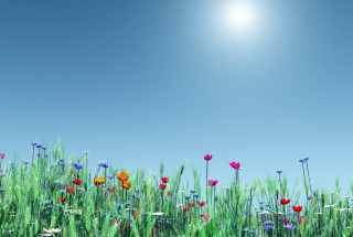 Spring Flowers - Obrázkek zdarma pro HTC Wildfire