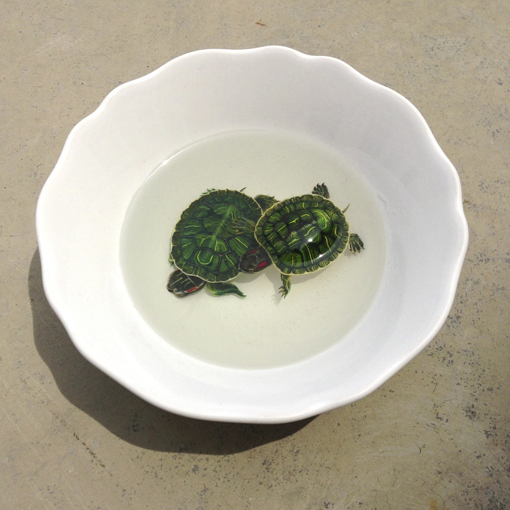 Обои Green Turtles In Plate 1024x1024