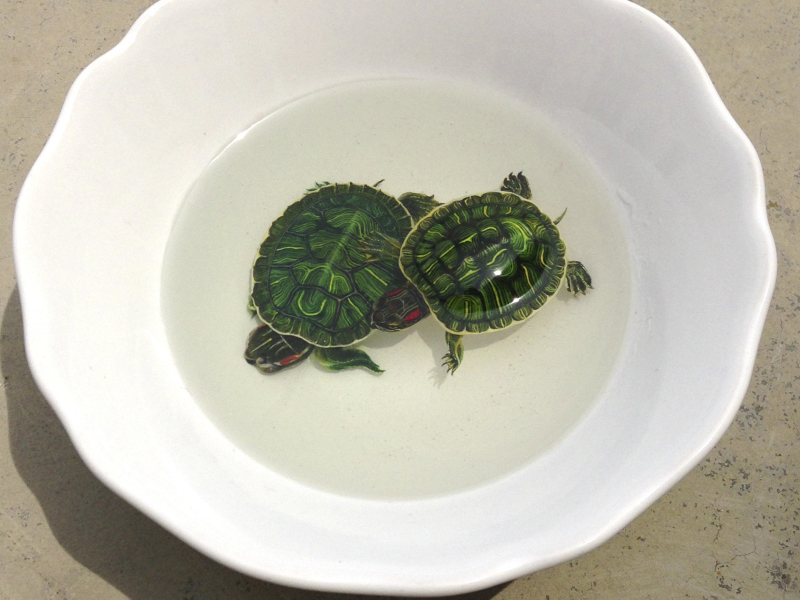 Обои Green Turtles In Plate 800x600