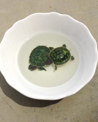 Green Turtles In Plate - Obrázkek zdarma pro 640x960