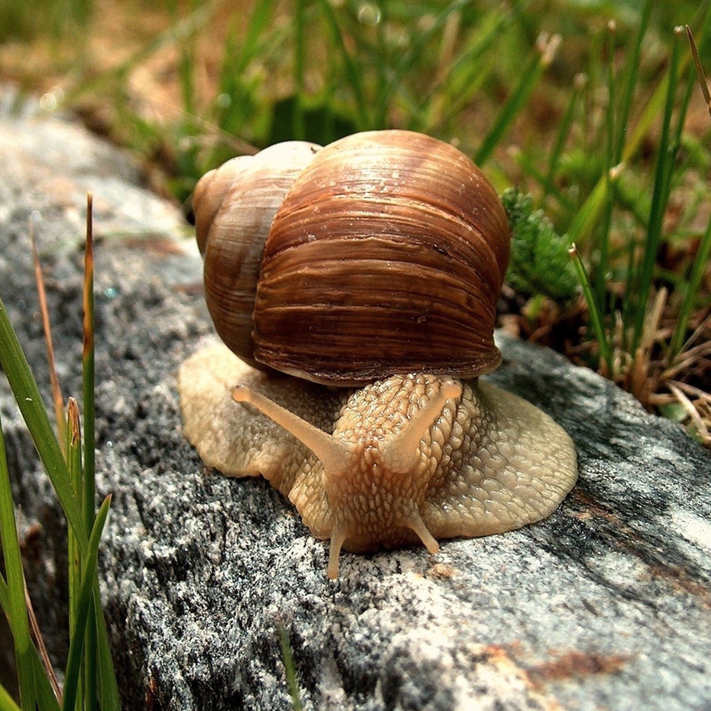 Screenshot №1 pro téma Snail On Stone 1024x1024