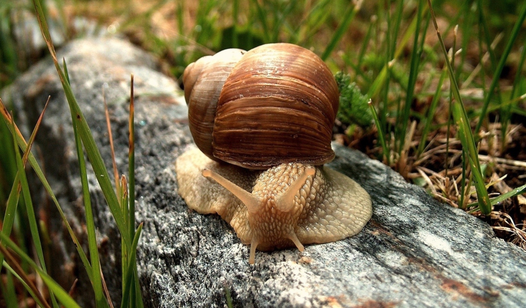 Snail On Stone screenshot #1 1024x600