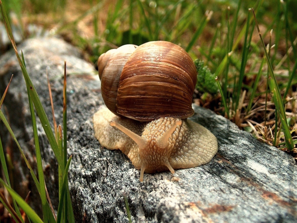 Fondo de pantalla Snail On Stone 1024x768