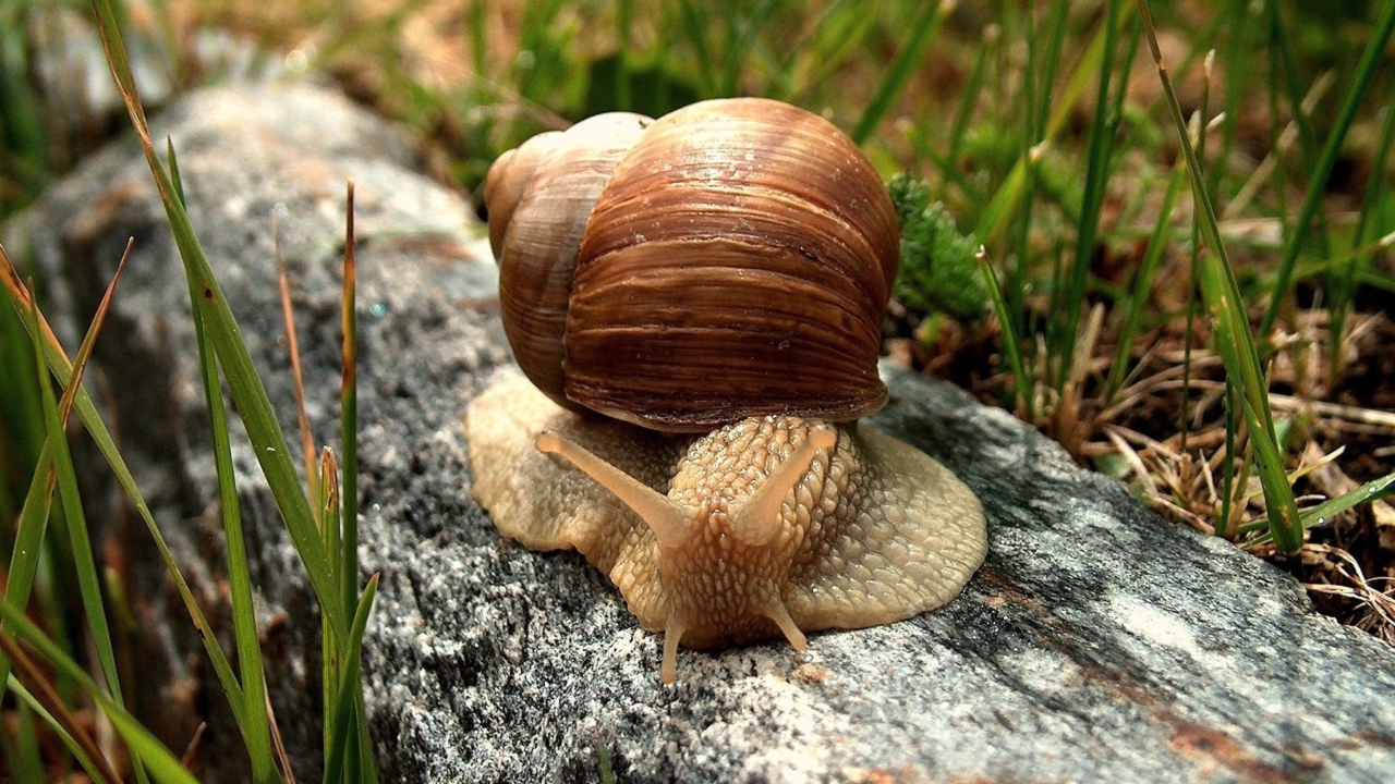 Fondo de pantalla Snail On Stone 1280x720