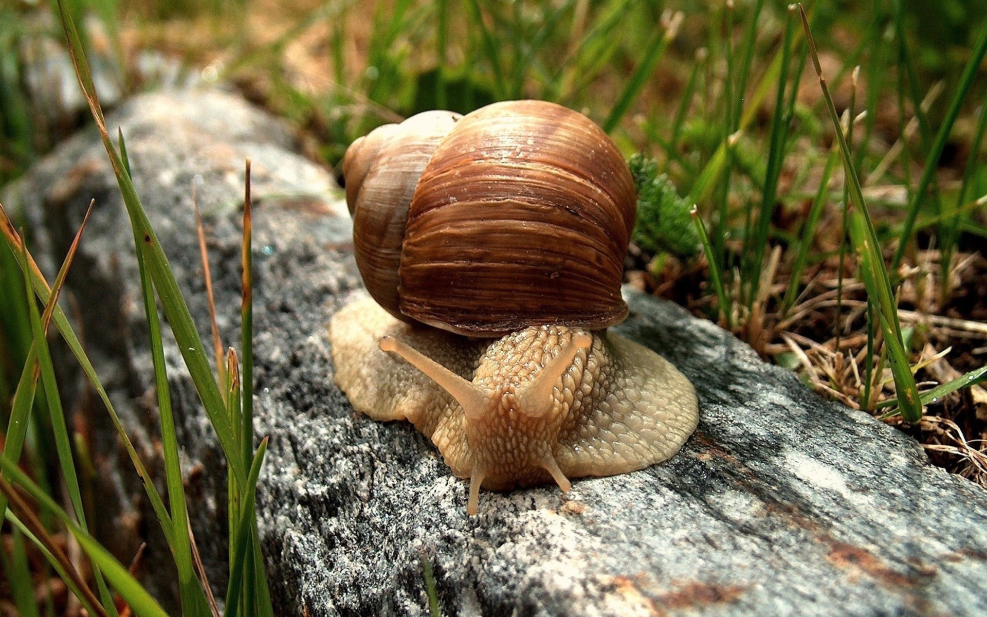 Обои Snail On Stone 1920x1200